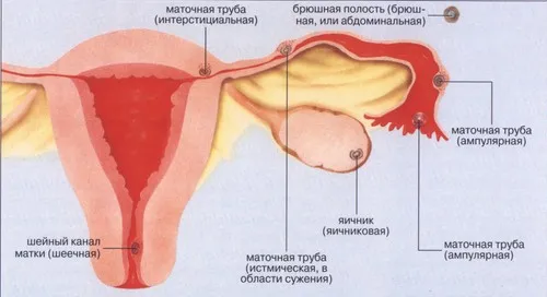 тягне