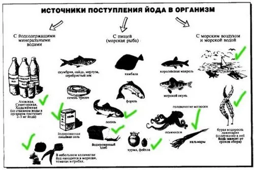 правильне харчування під час вагітності