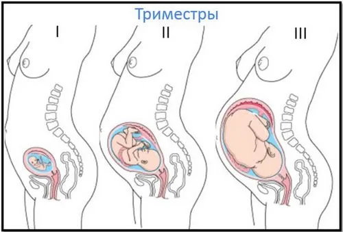 як рахувати триместри вагітності як рахувати триместри вагітності