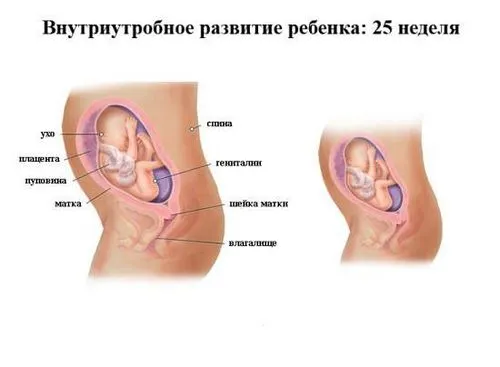 25 тиждень вагітності узі