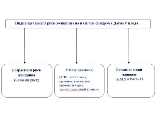 перший скринінг вагітності норми
