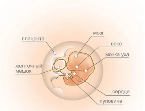 вагітність 7 8 тижнів
