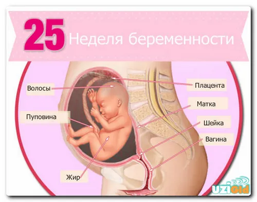 25 тиждень вагітності узі