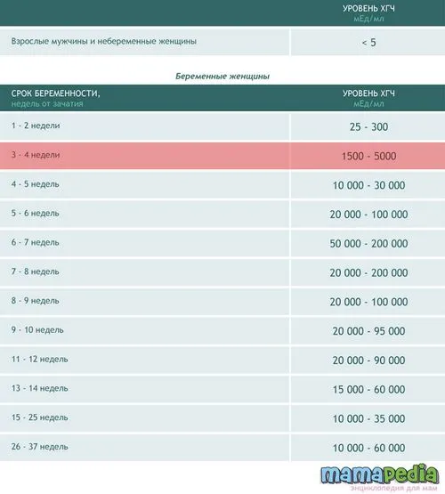 третій тиждень вагітності