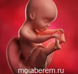 що відбувається з малюком на 25 тижні