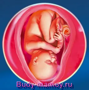 узі
