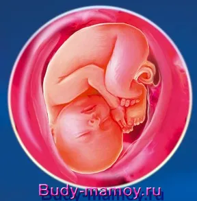 дитина в 37 тижнів вагітності фото термін кам'яніє живіт секс на виділення білі другі пологи вага, вага дитинчати вага дитинчати