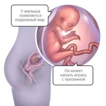 17 тиждень вагітності