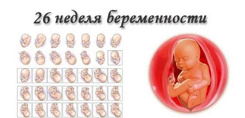 26 тиждень вагітності