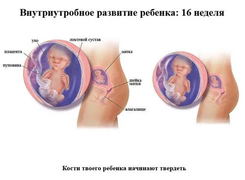 16 тиждень вагітності