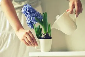 народні методи визначення вагітності на ранніх термінах