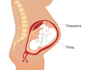 вагітність жінки