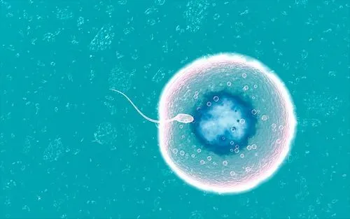 процес вагітності