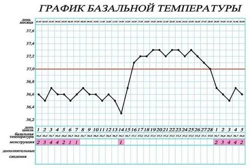 як правильно визначити термін вагітності