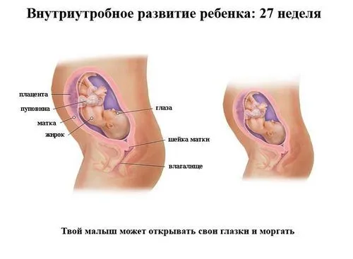 27 тиждень вагітності