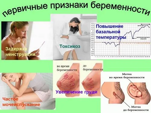 все про вагітність з перших днів