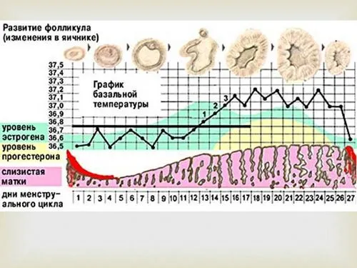 перший тиждень вагітності, календар вагітності, 1 тиждень вагітності календар вагітності