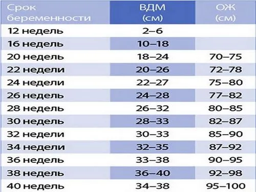 коли починає рости живіт при вагітності