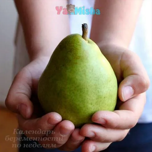 сімнадцята тиждень вагітності