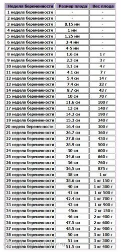 25 тиждень вагітності скільки це місяців