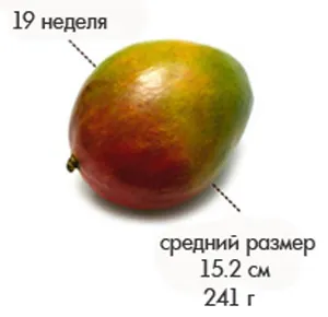 19 тижнів вагітності