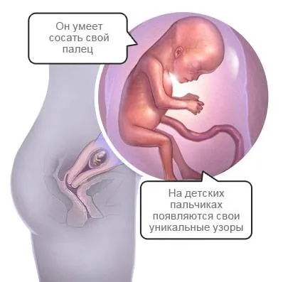 13 тиждень, вагітність на тринадцятому тижні, календар вагітності 13 тиждень