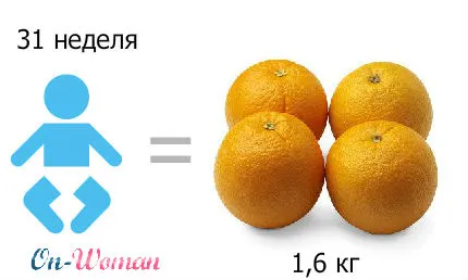31 тиждень вагітності фото