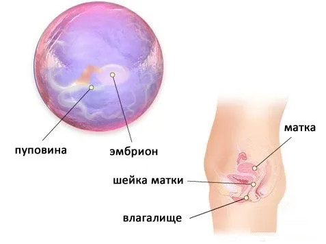 4 тиждень вагітності узі