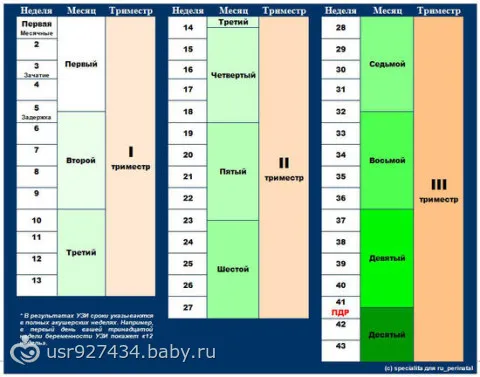 25 тиждень вагітності скільки це місяців