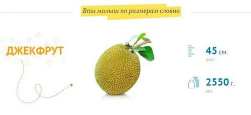 25 тиждень вагітності скільки це місяців