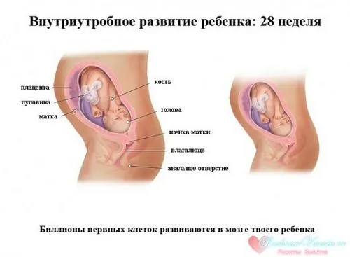 28 тиждень вагітності харчування, 28 тиждень вагітності 28 тиждень вагітності