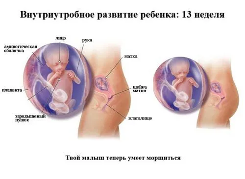 13 тиждень вагітності узі