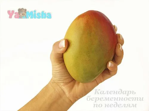 вагітність 18 тижнів фото вагітність 18 тижнів фото