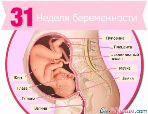 31 тиждень вагітності фото