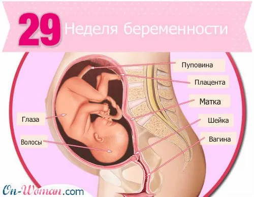 29 тиждень вагітності дитина