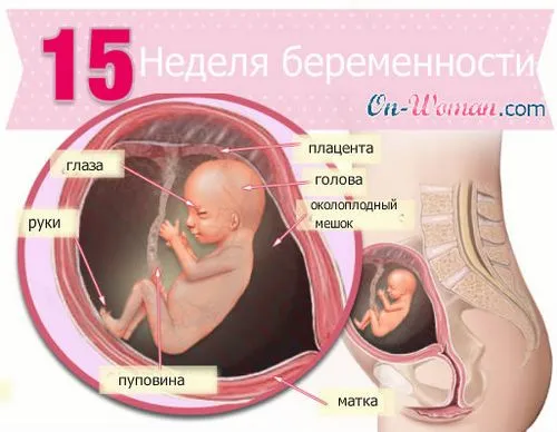 15 тиждень вагітності стать дитини 15 тиждень вагітності стать дитини