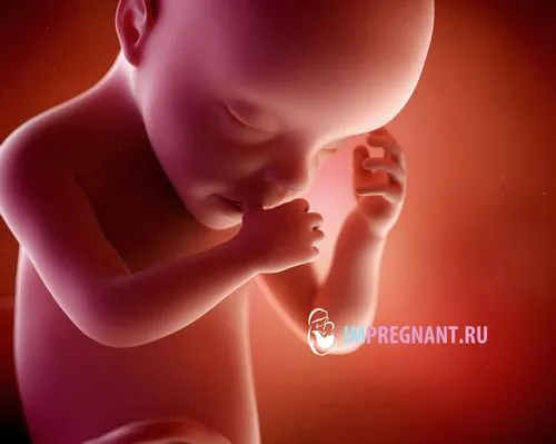 30 тижнів вагітності що відбувається як виглядає