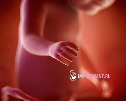 31 тиждень вагітності це скільки місяців