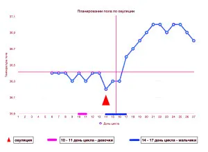планування статі дитини за овуляції розрахувати