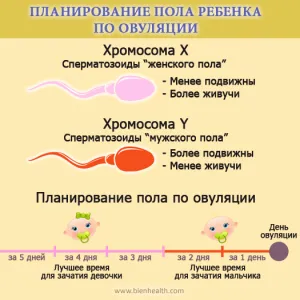 планування статі дитини за овуляції планування статі дитини за овуляції