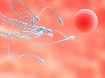 завагітніти без овуляції