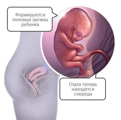 узі 20 тижнів вагітності узі 20 тижнів вагітності