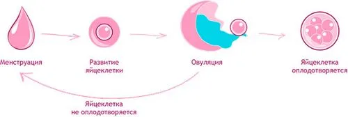 чи можна завагітніти якщо немає овуляції