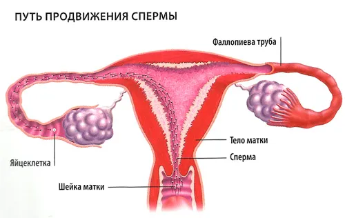 як стати вагітної, як вагітніє дівчина? як вагітніє дівчина?