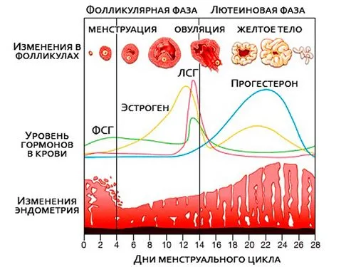 чи можна завагітніти якщо немає овуляції