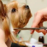 câini trucuri tunsoare la domiciliu, acasă grooming secrete (câini) câini trucuri tunsoare la domiciliu, secrete de origine grooming
