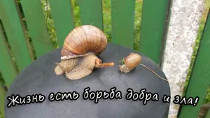 Vreau să mor fără durere, vreau să trăiesc