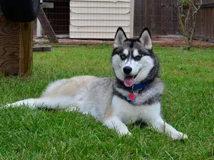Natura și descrierea Husky Siberian (Husky) Natura și descrierea Husky Siberian