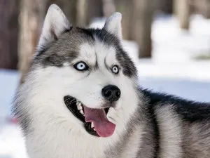 Caracter Husky Siberian și descriere (descriere) Natura și descrierea Husky Siberian