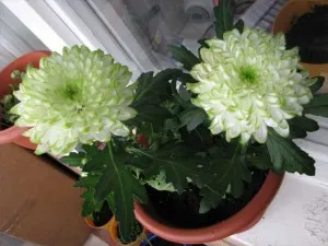 îngrijire Chrysanthemum la domiciliu (în oală), reproducerea, transplant, boli (de ingrijire) îngrijire Chrysanthemum la domiciliu (în oala), reproducerea, transplant, boli